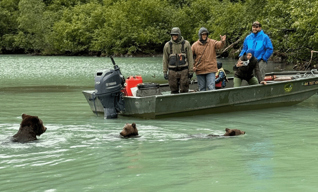 Anglers on a fishing boat watching three grizzly bears swimming in a turquoise river surrounded by lush green forest near Cooper Landing, Alaska.